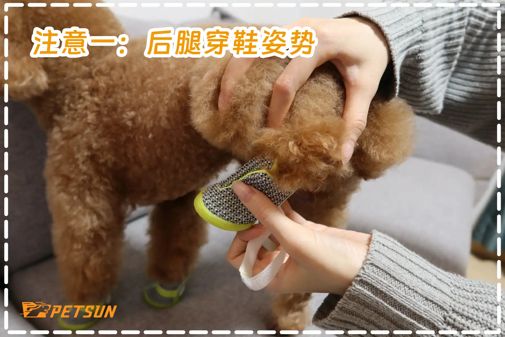 How to Wear Dog Shoes